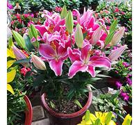 freschi 200 pezzi daylily flowersseeds per la semina soft pink Seeds ONLY