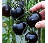 freschi 200pcs giganti semi di ortaggi pomodoro per piantare nero Seeds ONLY