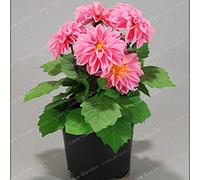 Freschi 50 Semi Pz Dalia pour Piantare Rose Tendre