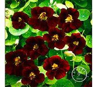 freschi 50pcs semi Tropaeolum nasturzio per piantare Rosso scuro