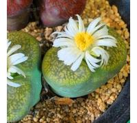 fresh 100 pieces Lithops Pseudotruncatella stone SEEDS for green planting:Seeds : Package Contains seeds
