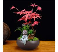 Fresh 20pcs Maple Seeds for Sowing Red 2 : Package Contains seeds