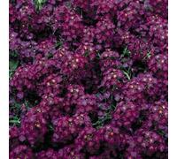 Fresh 50 semi - Semi Alyssum Deep Purple und Cover Seeds ONLY