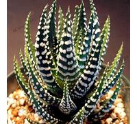 Fresh - Aloe Vera Seeds, 100 pcs, for Planting White, Green:packing seeds only