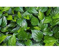 Fresh Betel/Paan Foglie -50G {10 Pezzi M Dimensioni