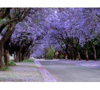 Fresh Blue Jacaranda Rosewood Tree 25 Seed Beautiful Long Lasting Bloom: Only Seeds