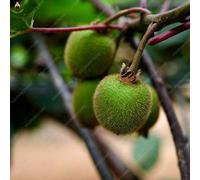 Fresh kiwi seeds 200 pieces Generic for planting green 3:packing seeds only