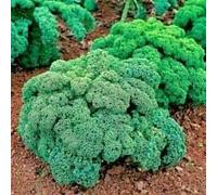 Fresh Seeds - Borecole/Dwarf Green Cabbage Curled Appx 50 Seeds:Seeds : Package Contains seeds
