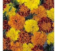 Fresh Seeds - Calendula francese - Boy-o-Boy - 10 semi Seeds ONLY