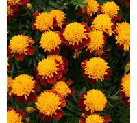 Fresh Seeds - Calendula Francese - Solan - 100 Semi Seeds ONLY