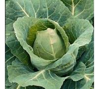 Fresh Seeds - Cavolo vegetale Offenham 3 Wintergreen Appx 100 Semi Seeds ONLY