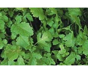 Fresh Seeds Concime Verde Senape White Tilney 100 g:packing seeds only