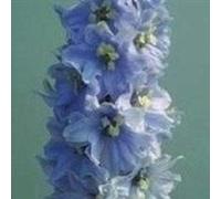 Fresh Seeds - Delphinium - Magic Fountains Lavender w White Bee - 25 Semi Seeds ONLY