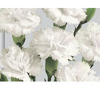 Fresh Seeds - Garofano - Cud White - 15 Semi Seeds ONLY