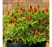 Fresh Seeds Gourmet Hot Thai Chili Pepper 100 Seeds:Seeds : Package Contains seeds