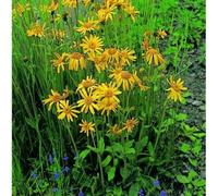 Fresh Seeds - Leopard's Bane - Arnica Montana - 200 Semi