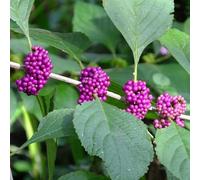 Fresie,Aiule rialzate per il giardino,piantedecorative pianteresistenti all'ombra,decorazione del davanzale vaso,da giardino,12Bulbo