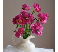 Fresie,arredamento per ufficio,arredamento per giardino esterni Bulbi di,resistenti all'inverno da giardino,colorati Aiule rialzate il,12Bulbo