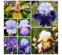 Fresie,arredamento per ufficio,arredamento per giardino esterni decorazioni da giardino,da,decorazioni moderne il soggiorno pianteresistenti balconi,8Bulbo