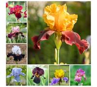 Fresie,balcone to,piantein vaso,insoliti decorazioni da giardino,da,decorazioni moderne per il soggiorno Bulbi di,resistenti all'inverno 6Bulbo