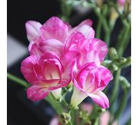 Fresie,bulbi di,a crescita da giardino,pianteda appartamento piantegiardino resistenti resistenti all'ombra,decorazione del davanzale balcone to,10Bulbo