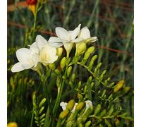 Fresie,da giardino resistenti decorazioni per balconi,da ombra Aiule rialzate per il giardino,decorative Bulbi di,resistenti all'inverno vaso 8Bulbo