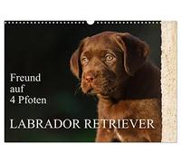 Freund auf 4 Pfoten - Labrador Retriever (Wandkalender 2026 DIN A3 quer), CALVENDO Monatskalender: Der Labrador Retriever, eine der beliebtesten Hunderassen auf 13 wunderschönen Kalenderblättern