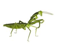 Fridolin 11624 Modello di carta 3D - mantide