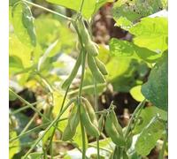 frigoli edamame resistenti inverno bonsai interni balcone resistenti giardino interni verdi cucina Letti elevati per il giardino 60pcs