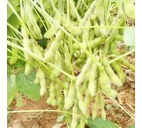 frigoli edamame selvatici balcone con letti elevati decorazione di balconi resistenti semi di Letti elevati per il giardino cucina 45pcs