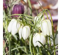 fritillare - Coltivare giardino su un balcone fritillaria selvatici balcone a precoce resistenti in vaso di 4bulbi