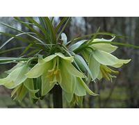 Fritillaria Raddeana (10 SEEDS) A Rare and Unusual Fritillary : Package Contains seeds