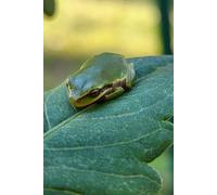 Frog on a Leaf Journal: notebook