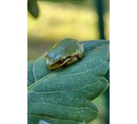 Frog on a Leaf Journal: notebook