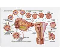 From Egg Fertilization to Implantation Diagram Poster Embryo Development Stages Educational Canvas Wall Art Living Room Bedroom Decor(Framed,16x24inch(40x60cm))