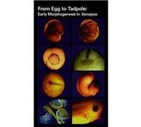 From Egg to Tadpole: Early Morphogenesis in Xenopus