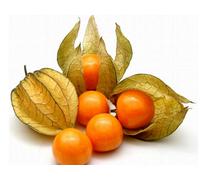 Frutti Di Alchechengi Essiccati Per Infuso O Uso Diretto