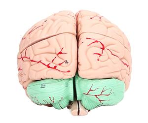 FTVOGUE Modello di Cervello Umano per Bambini, Materiale in PVC, Modello Anatomico Staccabile per lo Studio delle Neuroscienze a Scuola o a Casa