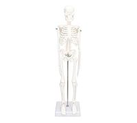 FTVOGUE Modello di Scheletro Modello di Scheletro del Corpo Umano in PVC 45 Cm Giunti Mobili Cranio Staccabile con Supporto in Metallo per Aula di Studio di Anatomia Chiropratici Artisti