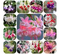 fucsia - Decorazioni autunnali per un giardino resistente decorat 350semi
