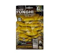 Funghi Mara - 20 Chiodi di Micelio Fungo D'Oro, Varietà Pleurotus Cornucopiae, Gialletto, Coltivazione Naturale, Ecologica e Sostenibile, Funghi Fai da Te - MADE IN ITALY