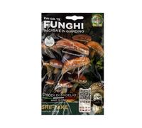 Funghi Mara - 20 Chiodi di Micelio Shii-Take, Varietà Lentinula Edodes, Coltivazione Naturale, Ecologica e Sostenibile, Funghi Fai da Te - MADE IN ITALY