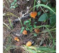 funghi porcini giardino balcone resistenti d'appartamento ufficio semi di Aiuole rialzate il giardino vaso 300pcs