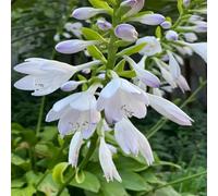 funkien hosta - in vaso per l'arredamento dell'ufficio resistenti in vaso d'appartamento esotiche balcone con d'appartamento giardino sul balcone 250semi