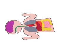 FUNNETOYU 3 set Modelli Organi Umani Giocattoli Educativi DIY Cognitivo Corpo Puzzle per Apprendimento Manuale