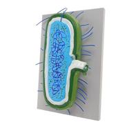 FUNNETOYU di Cellula Batterica e Virale Realistico per Insegnamento Biologia Microbico Didattico per Scuola e Ricerca Strumento Educativo di Anatomia Cellulare per Laboratori e Lezioni