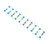 FUNNETOYU Kit Didattico Dna Doppia Spirale Struttura per Educazione Scientifica, Strumento di Studio Biologico per Studenti, Riproduzione Educativa Ereditarietà