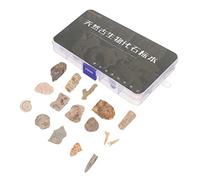 FUNOMOCYA 1 Set Decorazioni da Tavolo con Trilobiti e Esemplari Educativi per Collezionismo e Apprendimento Paleontologia Ottimo per Insegnamento