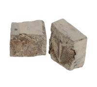 FUNOMOCYA 2 Pezzi Collezione Oggetto Di Studio Studi Paleontologia Oggetti Di Studio Per Aula Insegnamento Collezionisti Uso Geologico Casa Artropodi Educazione Resti Preistorici Trilobite