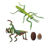 FUNOMOCYA Figura Ciclo Vita Mantide Realistica Riproduzione Crescita Educativo per Giocattolo Cognitivo Interattivo per Apprendimento Naturale e Sviluppo Vocabolario